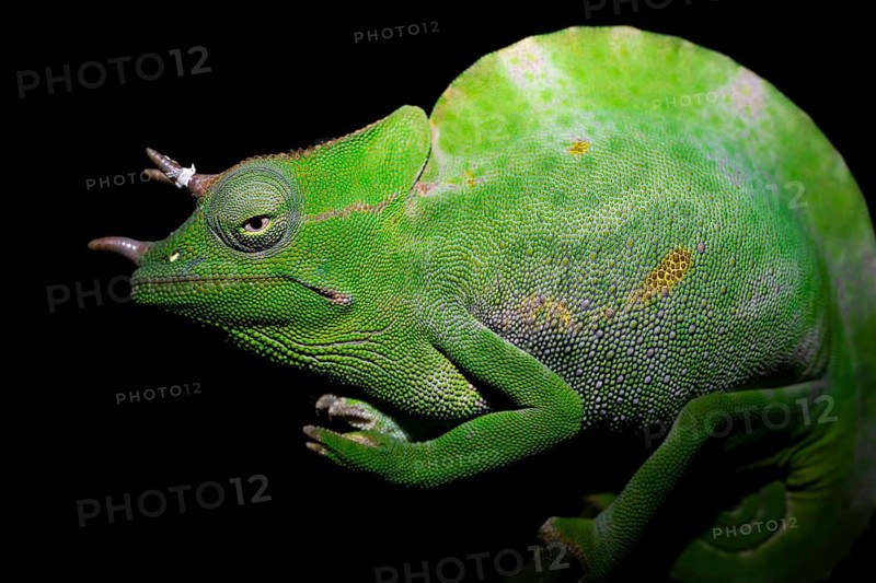 Usambara three-horned chameleon (Trioceros deremensis), chameleon on a branch at night, Amani Nature Forest Reserve, Eastern Usambara Mountains, Tanga, Tanzania