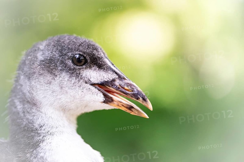 Eurasian Coot chick (Fulica atra) close-up of head, profile view, beak open, background blurred green, Dortmund, North Rhine-Westphalia, Germany