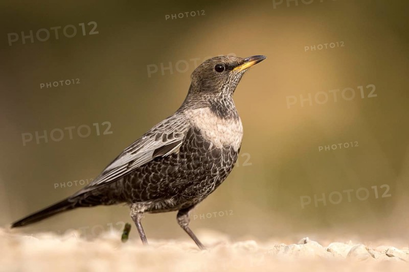 Ring Ouzel (Turdus torquatus) female, Aragon, Spain