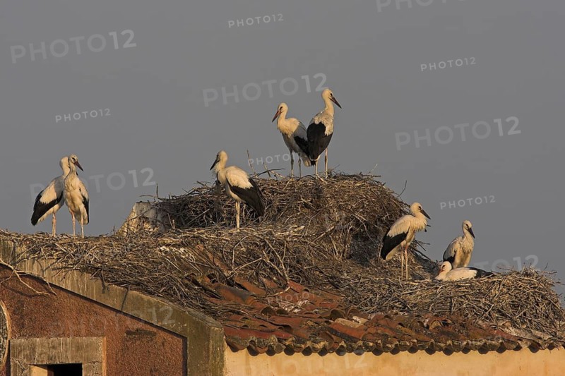White Stork (Ciconia ciconia) nest, Extremadura, Spain