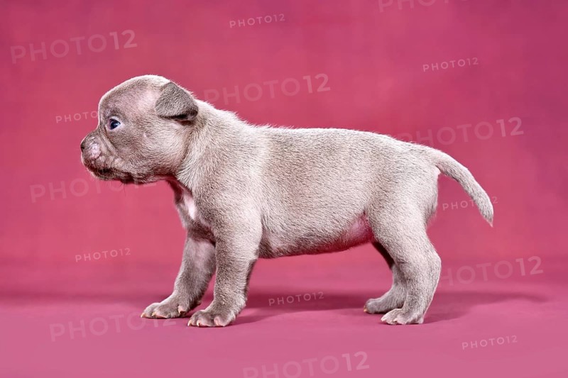 Example of healthy bred purebred French Bulldog puppy with long nose and tail in accordance with European animal protection law
