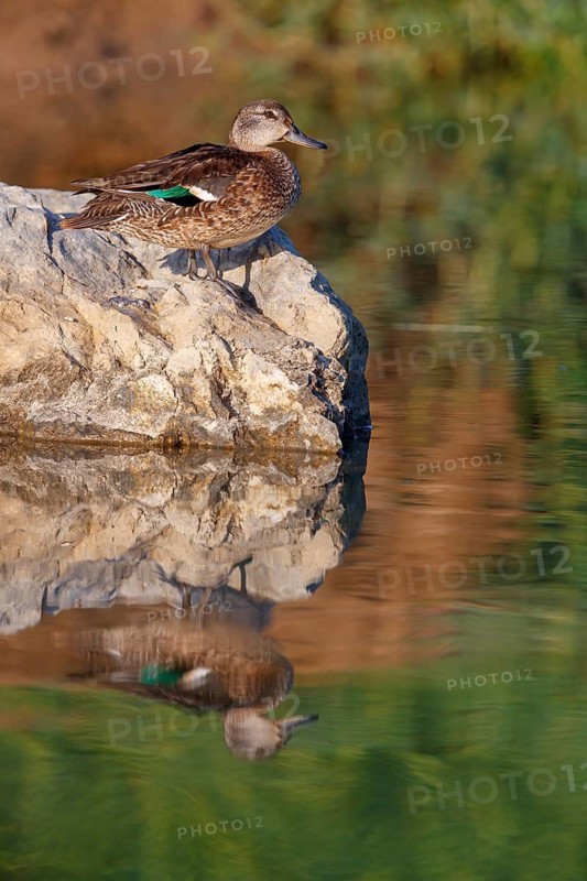 Teal, (Anas crecca), biotope, habitat, foraging, waters, animals, birds, ducks, ducks Muscat, Al Qurm Park, Muscat, Oman