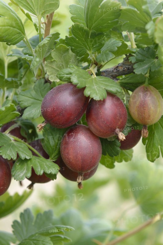 Gooseberry (Ribes uva-crispa 'Redeva'), Wurzen, Saxony, Germany