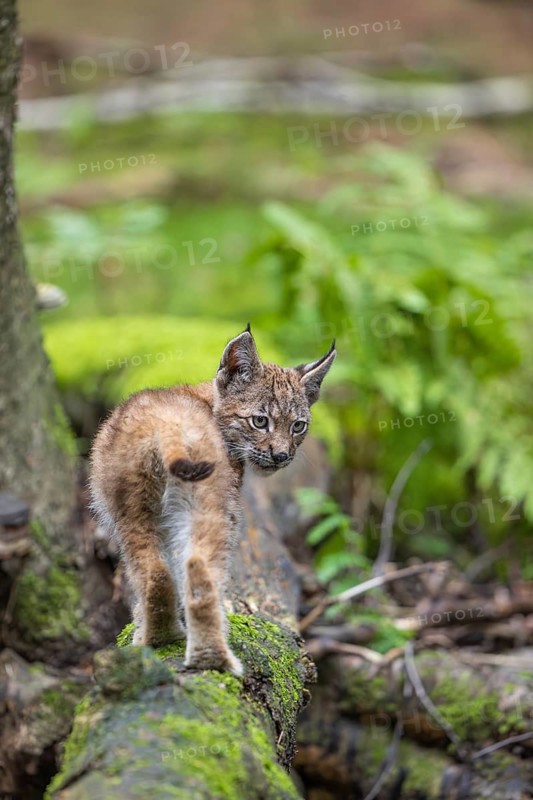 One young (10 weeks old) male Eurasian lynx, (Lynx lynx), crossing a creek, using a fallen tree as a natural bridge