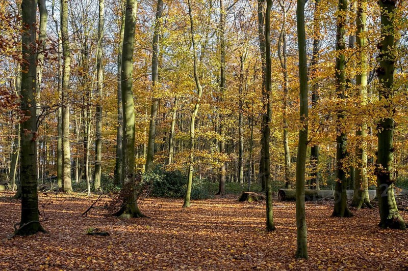 An autumnal forest with brightly coloured leaves and sun-drenched trees, Ahaus, Münsterland, North Rhine-Westphalia, Germany