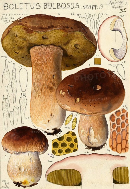 Mushroom, mushrooms, Boletus bulbosus, common boletus, authentic reproduction of an illustration by Hans Walty (1868-1948) from about 1915, historical