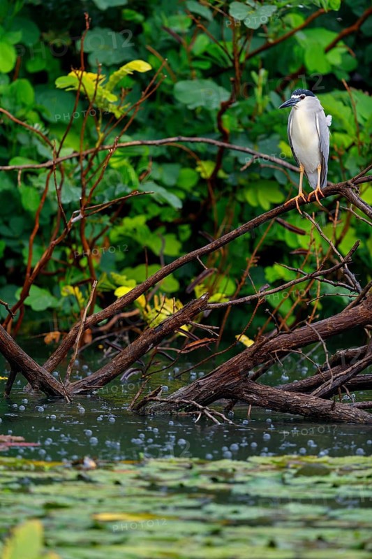 Black-crowned black crowned night heron (Nycticorax nycticorax), Bihoreau gris, HÈron bihoreau, Martinete Com?n, Ayn Razat, Salalah, Dhofar, Oman