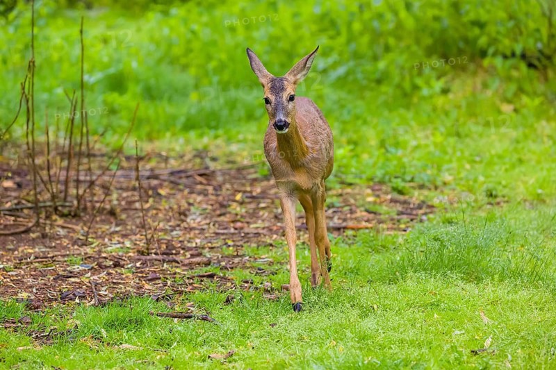 One young female Roe Deer, (Capreolus capreolus), stands on a meadow
