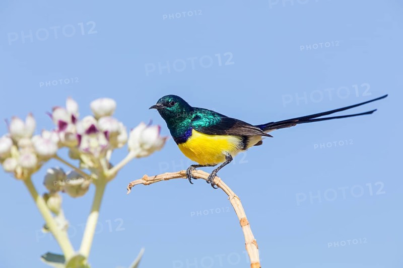 Nile Valley Sunbird, Anthodiaeta metallica, Anthreptes metallicus, (Hedydipna metallica), male in parcht plumage, Mudday, Salalah, Dhofar, Oman