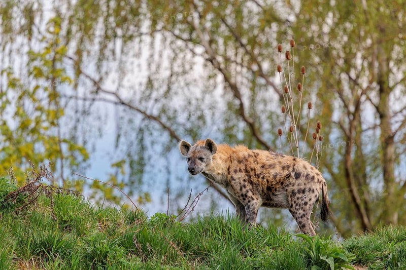 An adult male spotted hyena (Crocuta crocuta) stands on a small hill at the edge of the forest. Trees and sky can be seen in the background