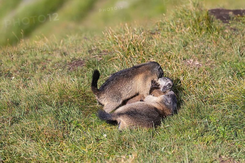 Two young Alpine Marmots, Marmota marmota, play fighting with their mother in green grass