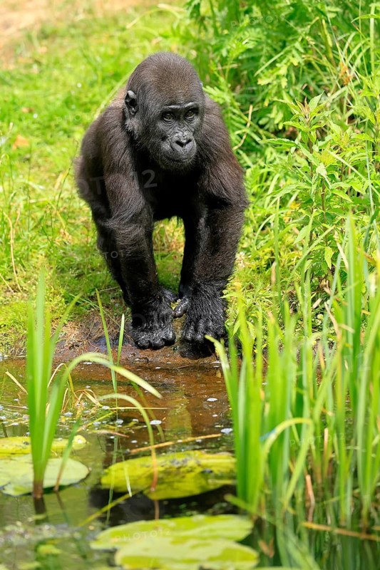 Western gorilla (Gorilla gorilla), young animal, at the water, discover