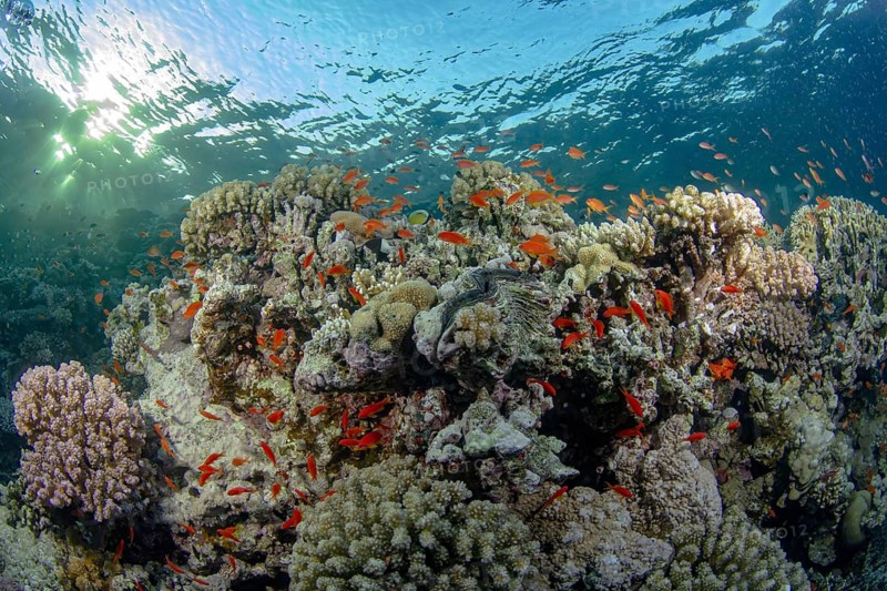 Schooling Sea Goldie glide through a vibrant coral reef, highlighted by sunbeams piercing through clear water. These striking fish complement the underwater ecosystem, showcasing marine biodiversity