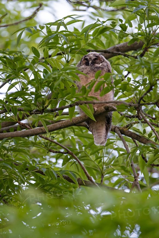 Waldohreule (Asio otus), Jungvogel, Nestflüchter, schlafend, Bottrop, Ruhrgebiet, Nordrhein-Westfalen, Deutschland