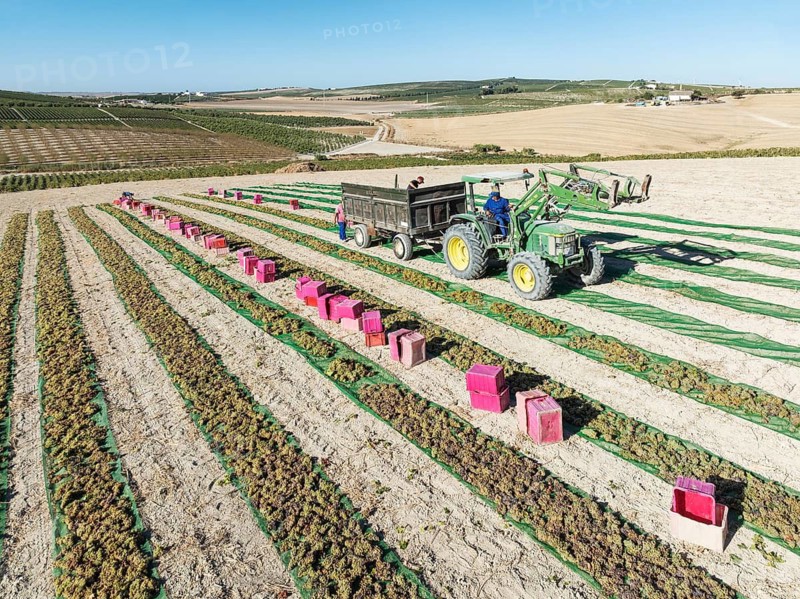 Pedro Ximenez grapes are air-dried and dehydrated shortly after harvest. La Canariera vineyard of the Bodega González Byass near the town of Jerez de la Frontera. Aerial view. Drone shot. Cádiz province, Andalusia, Spain
