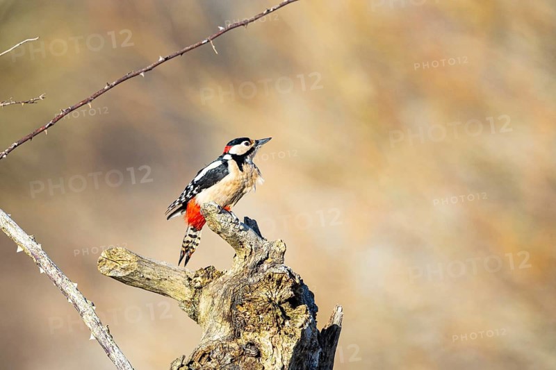 Great spotted woodpecker (Dendrocopus major) ml Germany