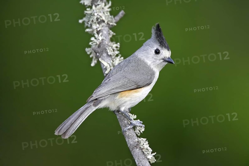 Tufted Titmouse Baeolophus bicolor MacAllen, Texas, United States 28 March Adult Paridae