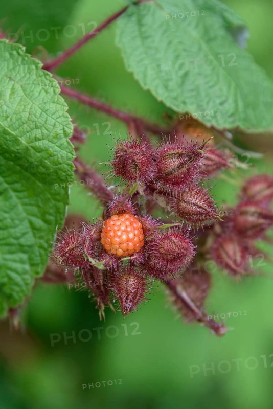 Japanese Wineberry (Rubus phoenicolasius), Merkel family