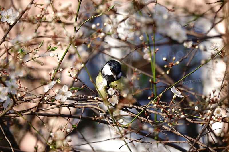 Great tit (Parus major), tree blossom, end of March, Germany