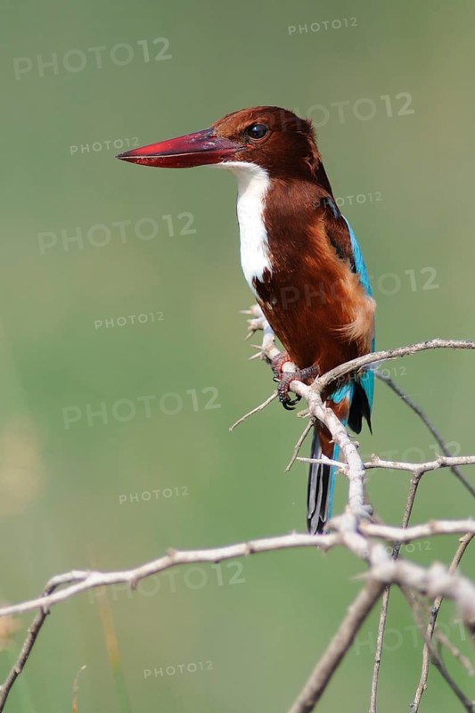 White-throated Kingfisher (Halcyon smyrnensis), Keoladeo National Park, India