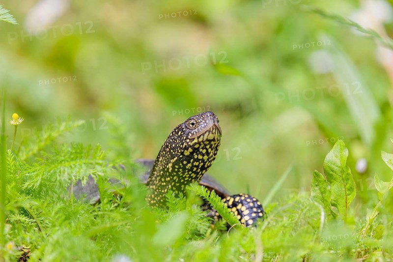A European pond turtle (Emys orbicularis), makes its way through the green meadow next to the pond