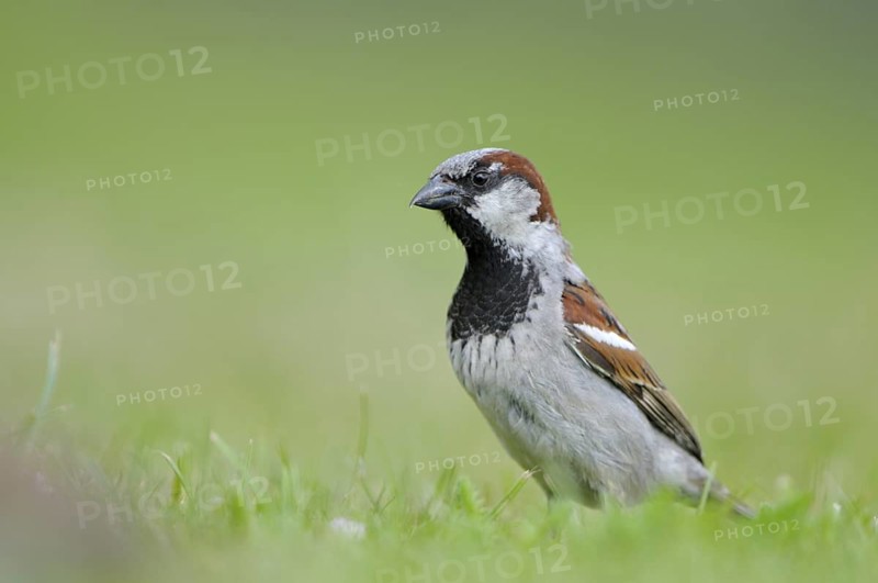Haussperling (Passer domesticus), House Sparrow, Maennchen, Juli, Insel Texel, Nordholland, Niederlande