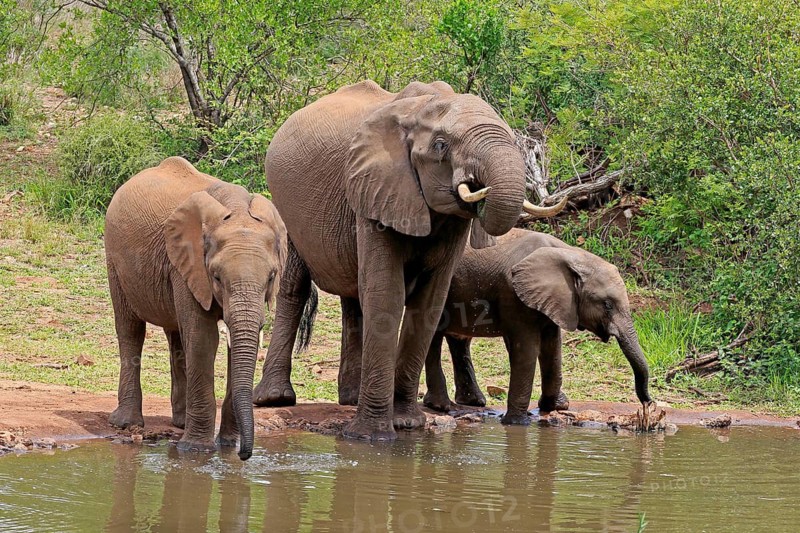 African elephant (Loxodonta africana), juvenile, mother, adult, female, mother with two juveniles, at the water, drinking, Kruger National Park, Kruger National Park, South Africa