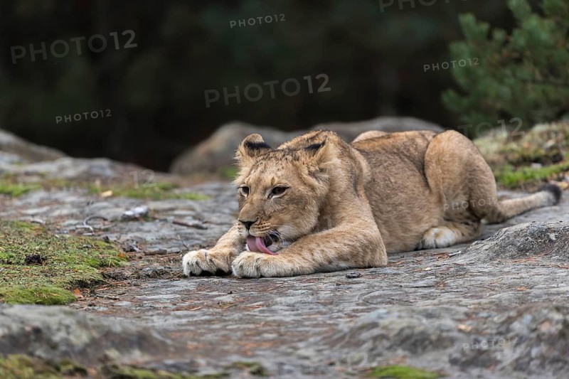 One female young lion (Panthera leo) resting on a rocky plateau.Green vegetation in the background