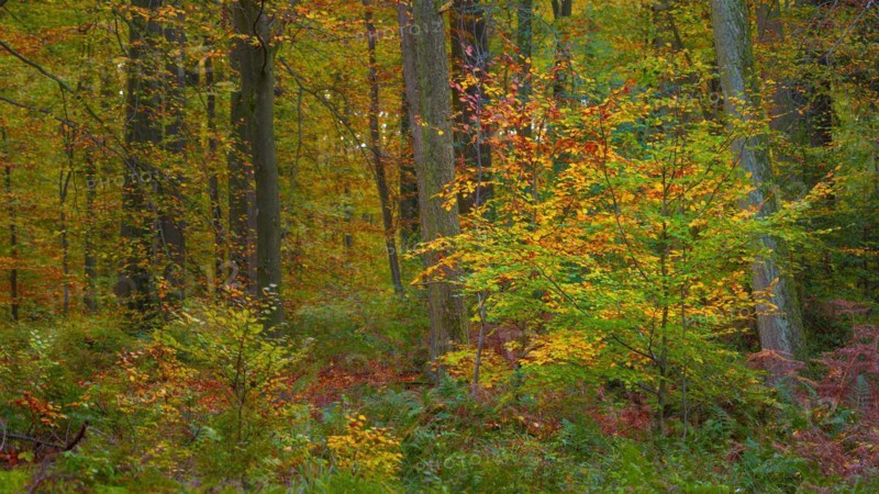 Autumnal nature photograph of a growing beech tree in the forest, forest photo, Schneeren Neustadt am Rübenberge