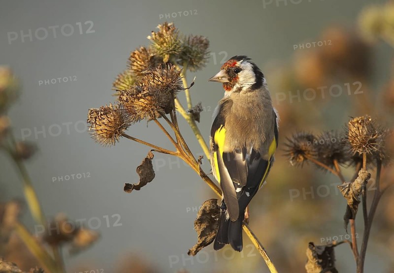 European Goldfinch (Carduelis carduelis) male, Mecklenburg-Western Pomerania, Germany