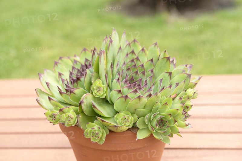 Houseleek (Sempervivum), Gartencafé Sonntagsgrün, Drispeth, Mecklenburg-Vorpommern, Germany