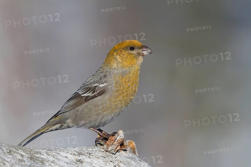 Pine Grosbeak - Hakengimpel - Pinicola enucleator, Finland