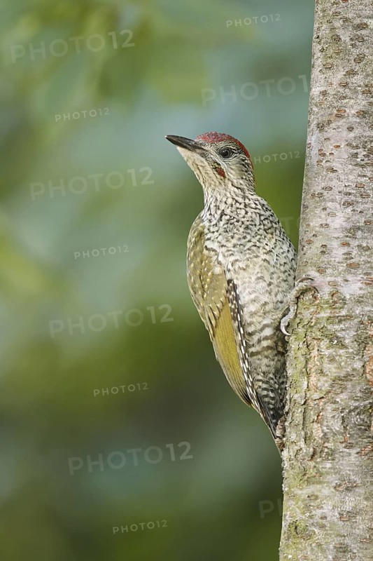 Juvenile, perched; tree; bark; summer