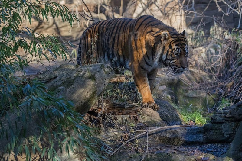 One Sumatran tiger (Panthera tigris sondaica, syn. Panthera tigris sumatrae) walking through dense vegetation