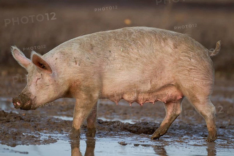 Domestic pig (Sus scrofa domesticus) adult farm animal standing in mud in a field, England, United Kingdom