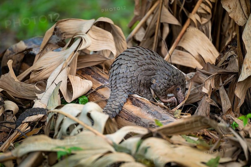 Pangolin on the ground, white-bellied pangolin (Phataginus tricuspis, Manis tricuspis), Western Region, Pangolin Rescue Center, Uganda