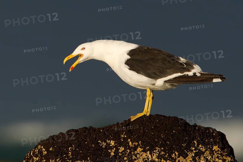 Kelp Gull (Larus dominicanus) calling, Victoria, Australia