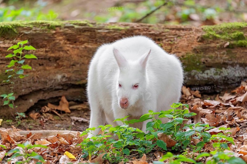 An albino red-necked wallaby or Bennett's wallaby (Macropus rufogriseus) sits on the leaf covered forest floor next to a rotting, moss-covered tree lying on the ground
