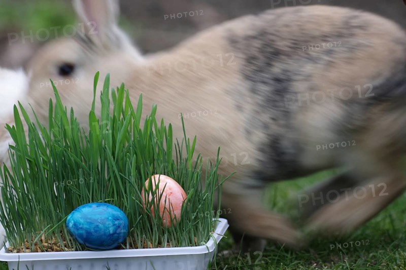 Easter, Easter egg, Easter nest, Easter bunny, rabbit, movement, running, green grass with two colourful Easter eggs and a rabbit running in the background