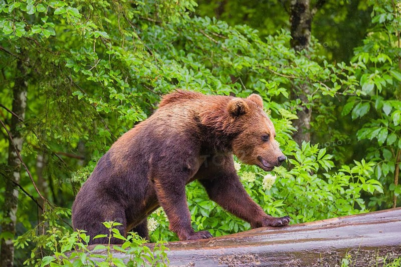 A young male Eurasian brown bear (Ursus arctos arctos) walks on a rotting log lying on the ground