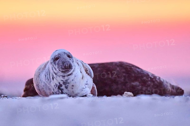 Grey seal (Halichoerus grypus) lying on the beach at sunset, Düne, Helgoland, Schleswig-Holstein, Germany