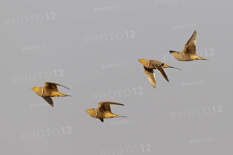 Namaqua Sandgrouse (Pterocles namaqua) flying, Oshikoto, Etosha National Park, Namibia