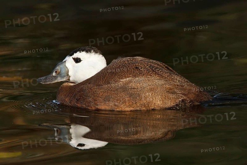 White-headed Duck (Oxyura leucocephala) male, North Rhine-Westphalia, Germany