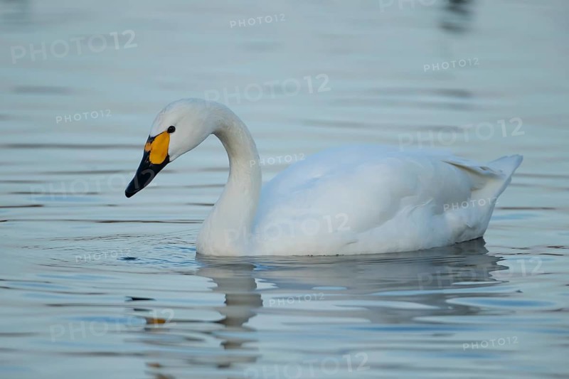 Bewick's swan (Cygnus columbianus) adult bird on a lake, England, United Kingdom