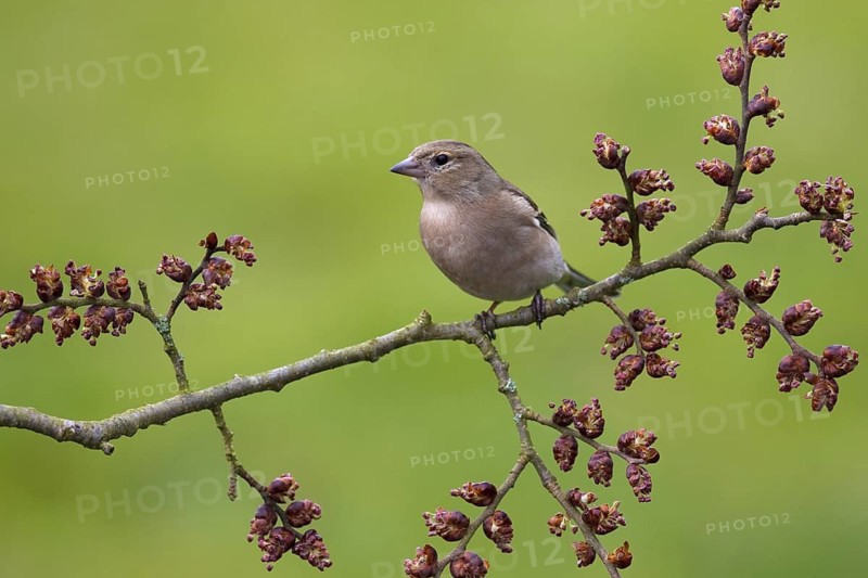 Common Chaffinch (Fringilla coelebs) male, Berlin, Germany