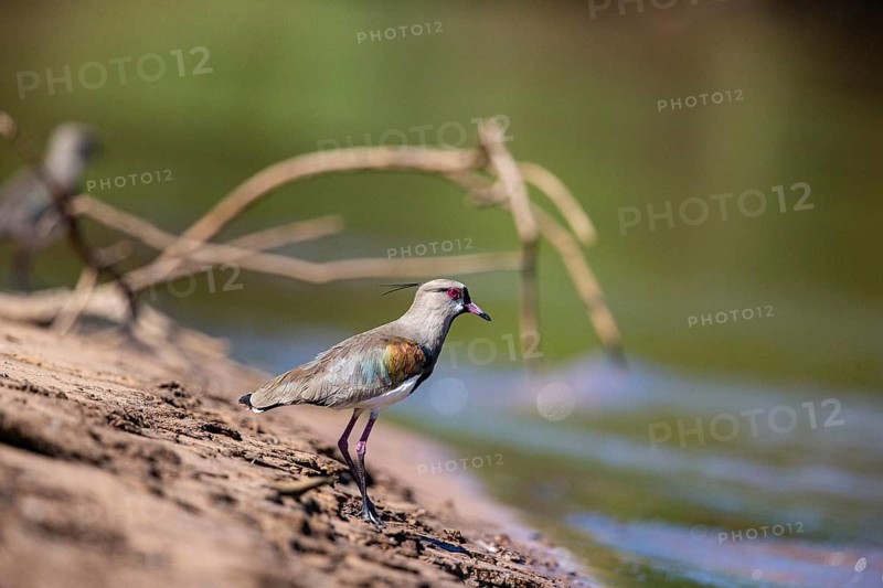 Bronze lapwing (Vanellus chilensis) Pantanal Brazil