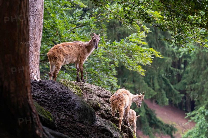 Three female Himalayan tahr (Hemitragus jemlahicus) stand on a rock in a green forest