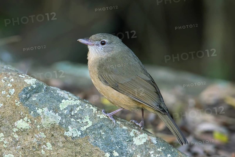 Little Shrikethrush (Colluricincla megarhyncha rufogaster), Queensland, Australia