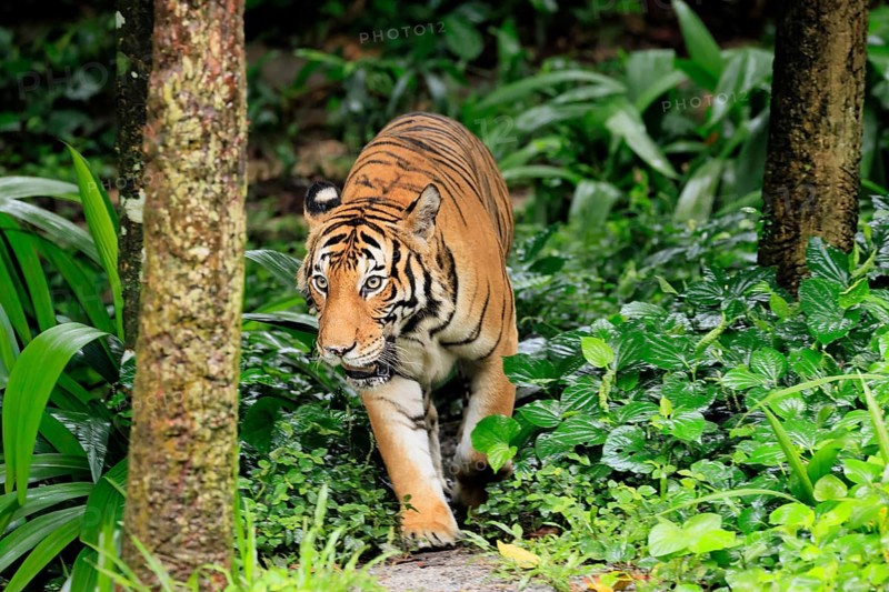 Malaysia tiger (Panthera tigris jacksoni), adult, running, stalking, vigilant, Malaysia, Southeast Asia