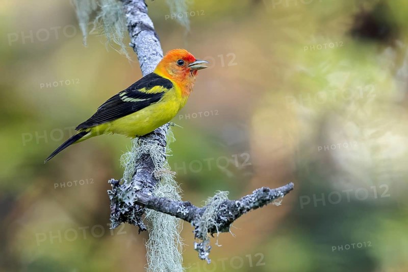 Western Tanager (Piranga ludoviciana) perched on a branch in Victoria, BC, Canada